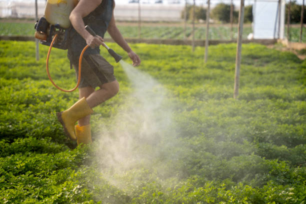 Wasp Removal Services in Lockhart, FL